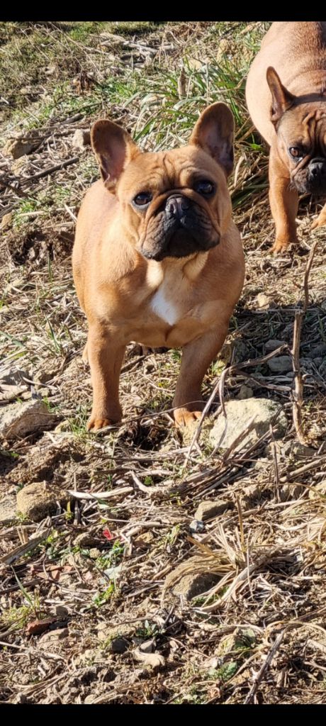 Nikita igor i jelena kennel