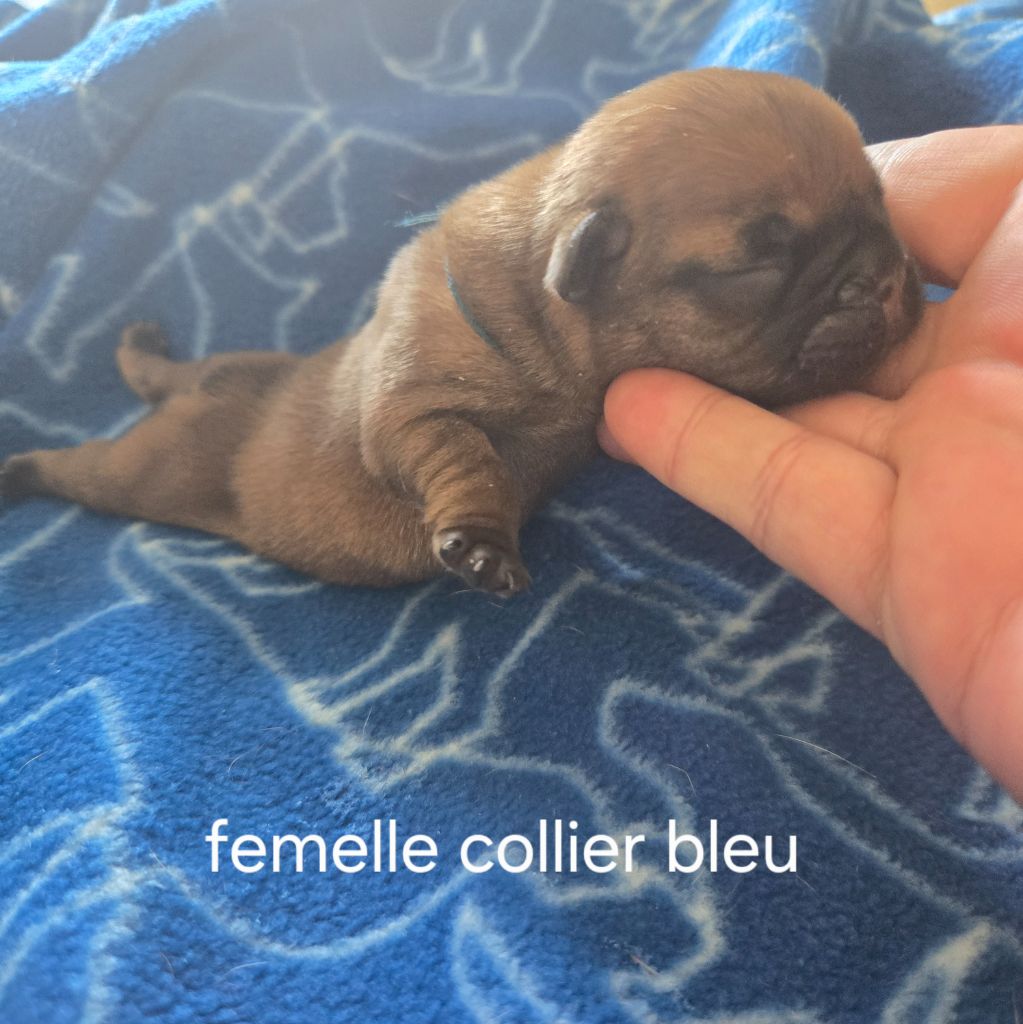 Des Gladiateurs De L'est - Chiots disponibles - Bouledogue français