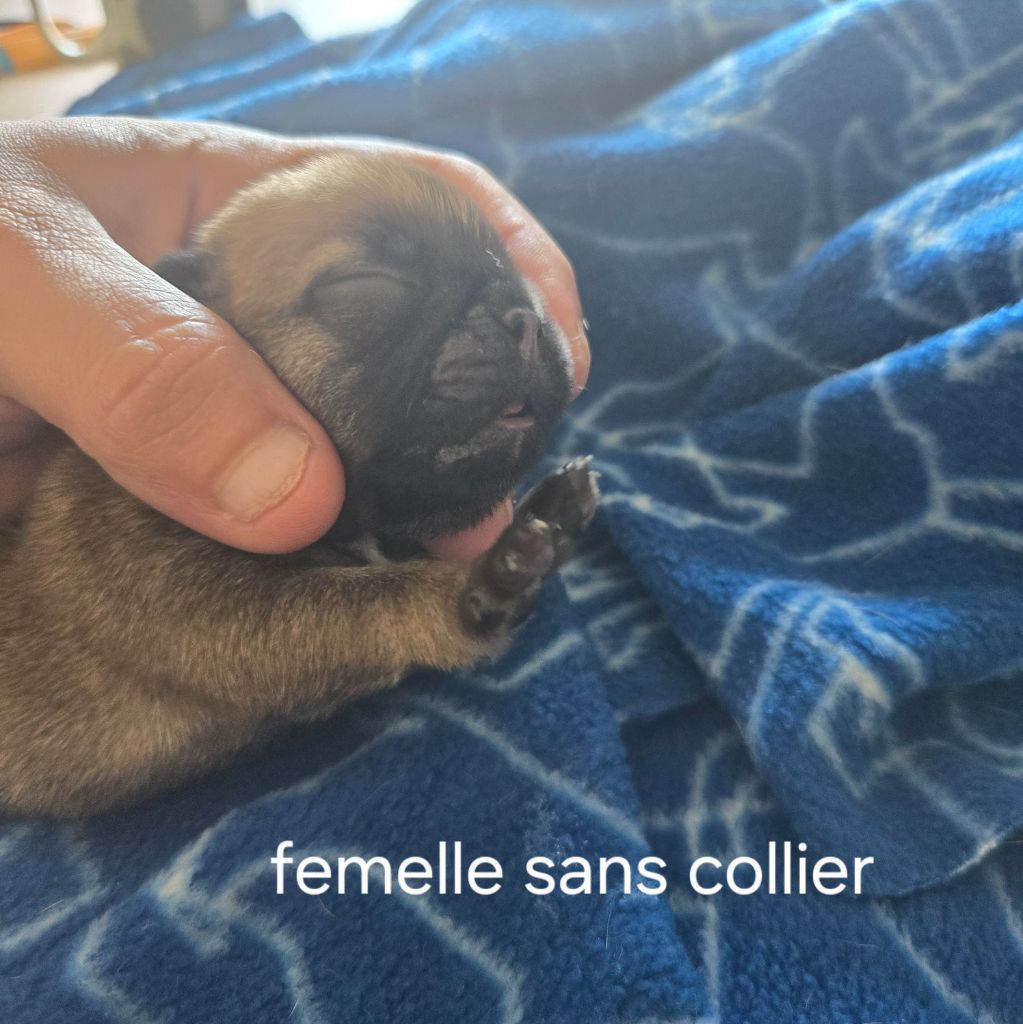 Des Gladiateurs De L'est - Chiots disponibles - Bouledogue français