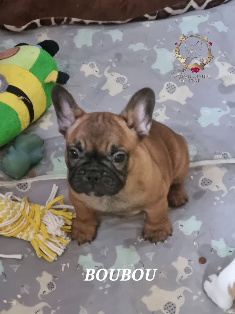 Des Gladiateurs De L'est - Bouledogue français - Portée née le 16/10/2023
