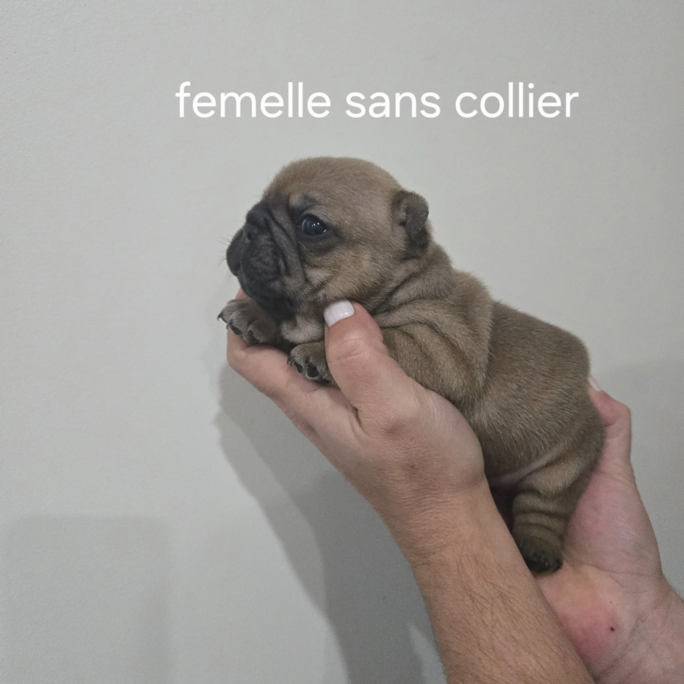 Des Gladiateurs De L'est - Chiots disponibles - Bouledogue français