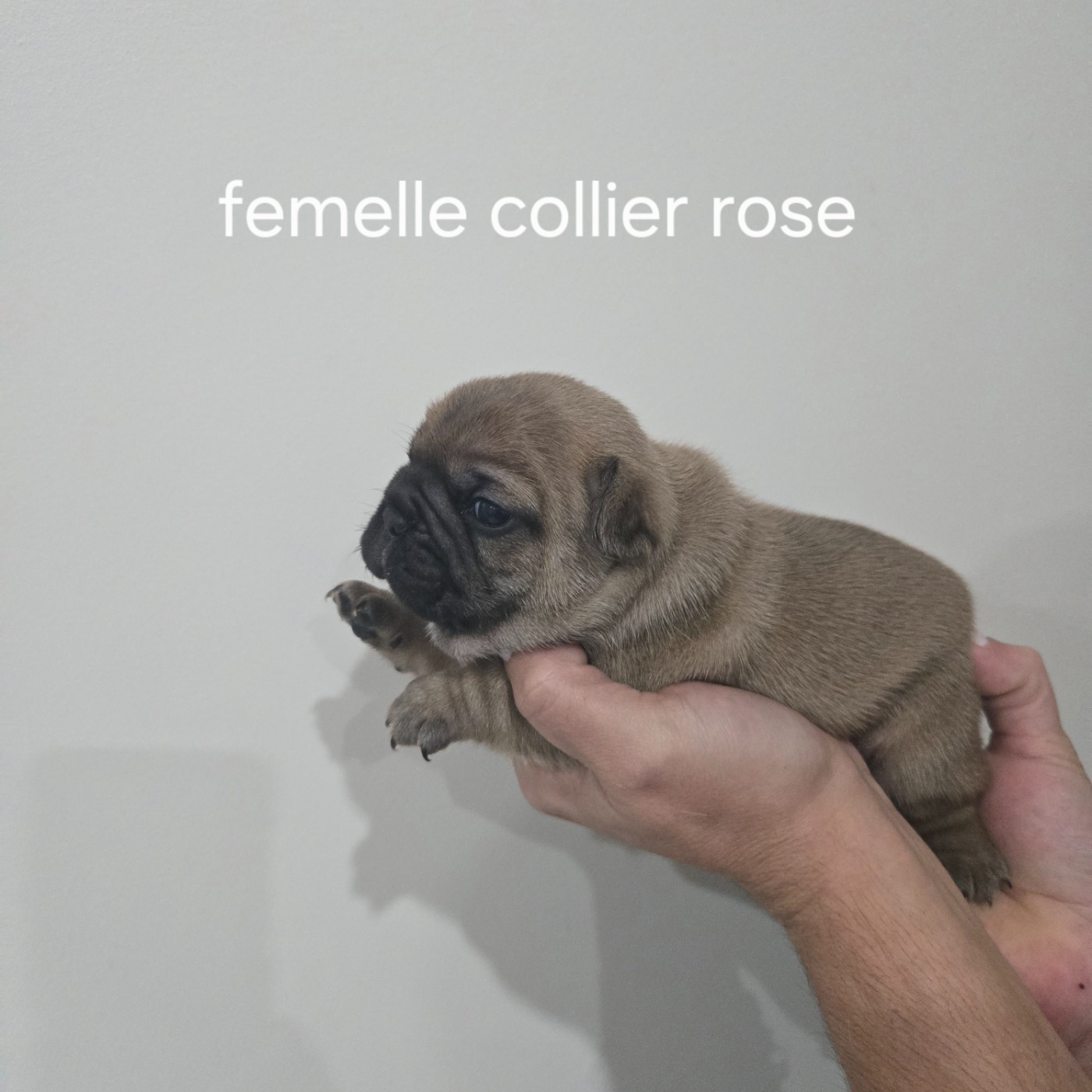 Des Gladiateurs De L'est - Chiots disponibles - Bouledogue français