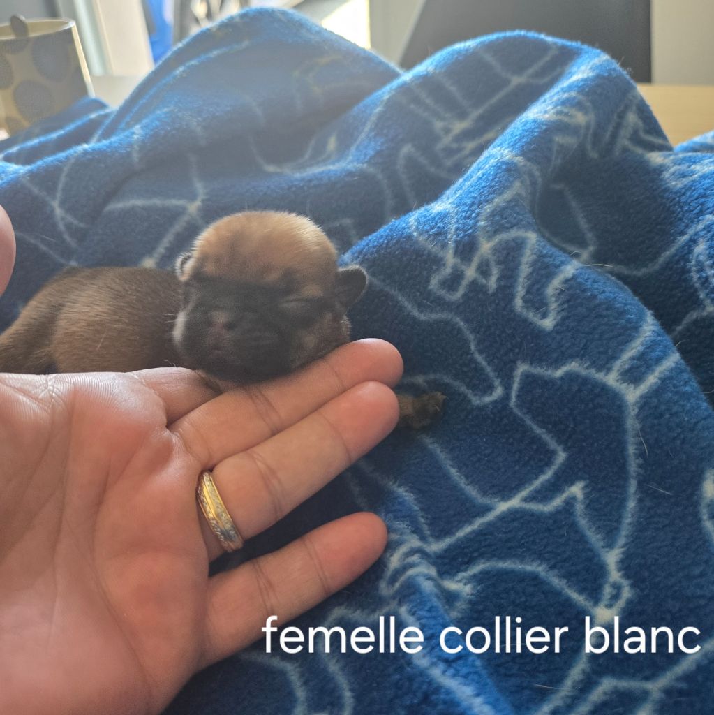 Des Gladiateurs De L'est - Chiots disponibles - Bouledogue français