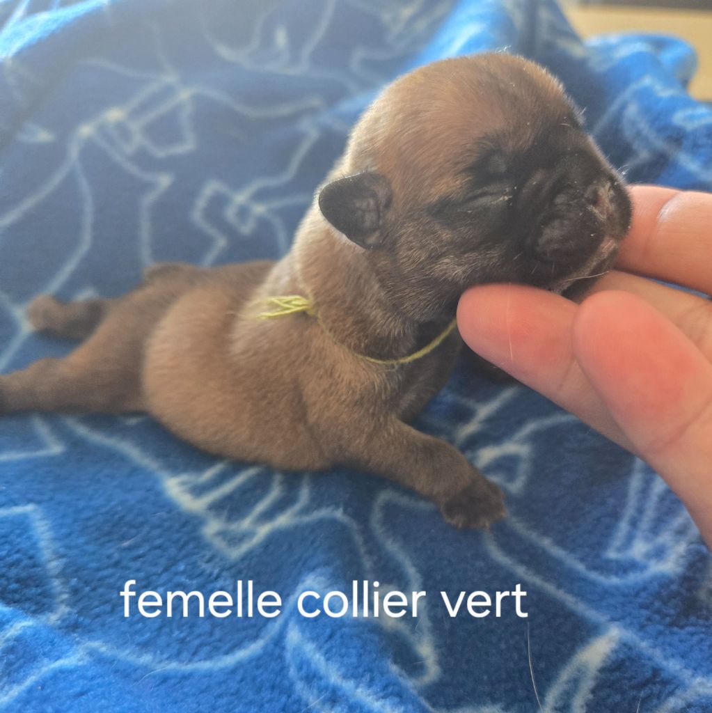Des Gladiateurs De L'est - Chiots disponibles - Bouledogue français