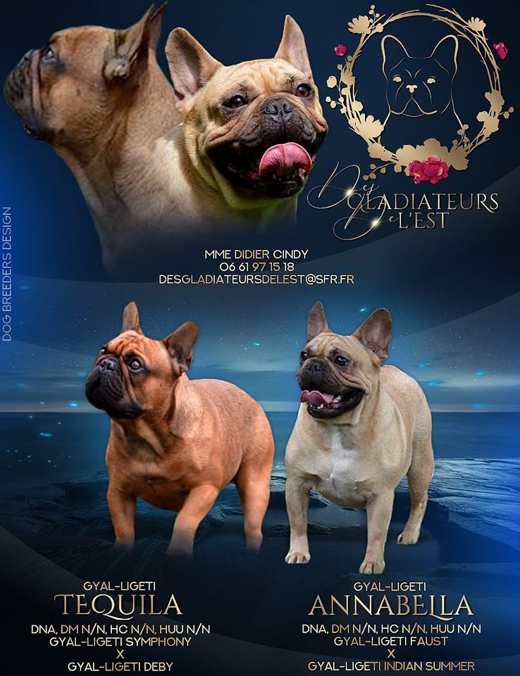 Des Gladiateurs De L'est - Bouledogue français - Portée née le 10/12/2019