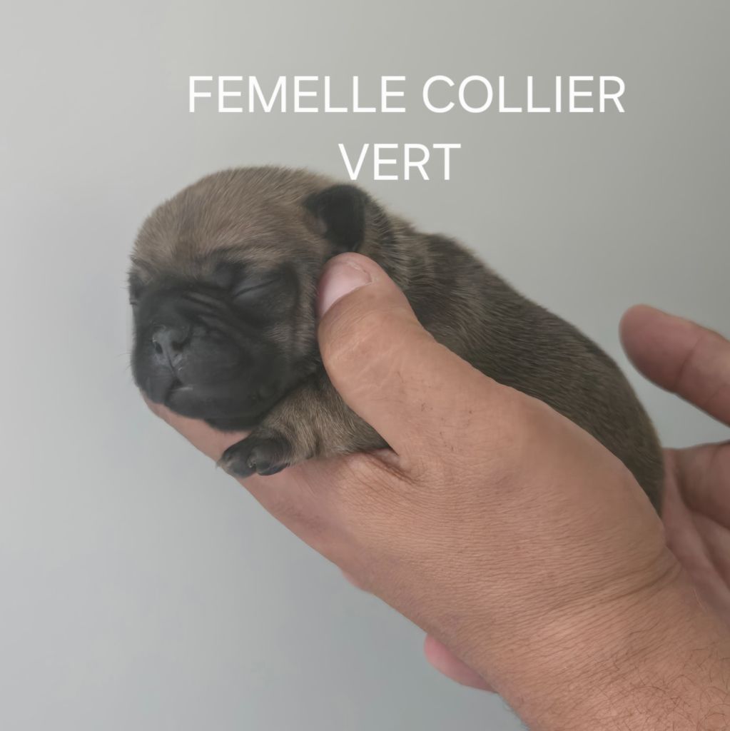 Des Gladiateurs De L'est - Chiots disponibles - Bouledogue français