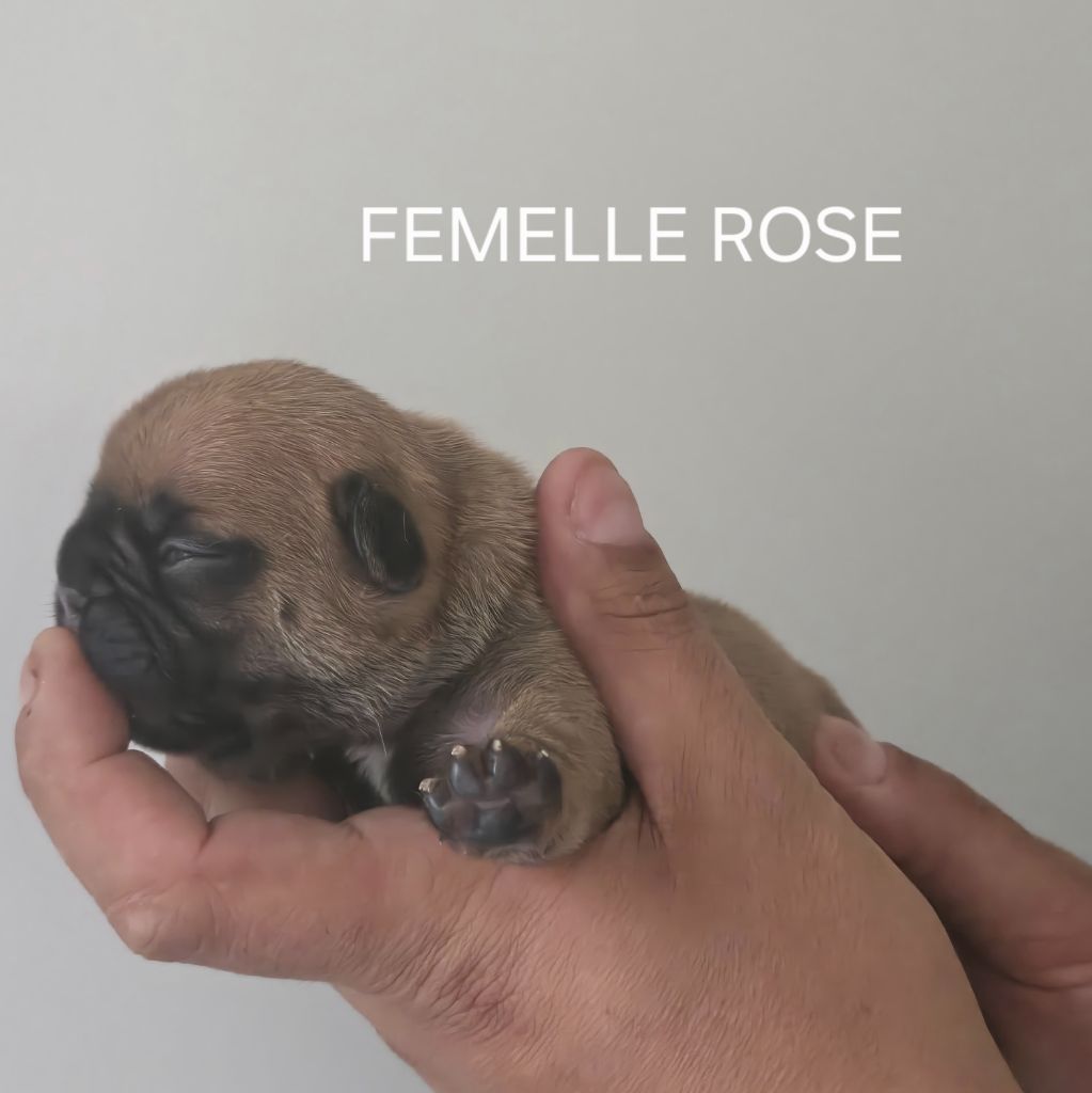 Des Gladiateurs De L'est - Chiots disponibles - Bouledogue français