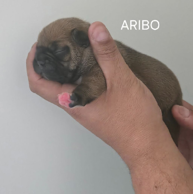 ARIBO