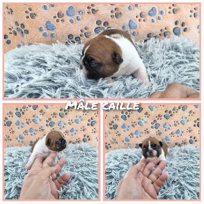 CHIOT 1