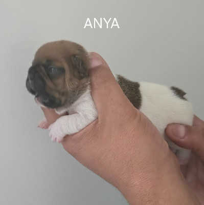 ANYA