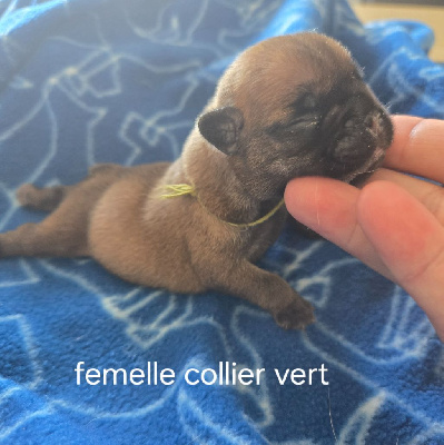 Femelle collier vert 