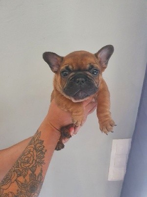 CHIOT