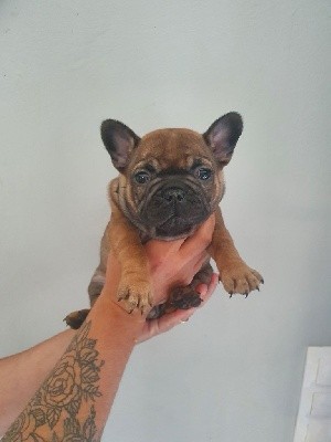 CHIOT