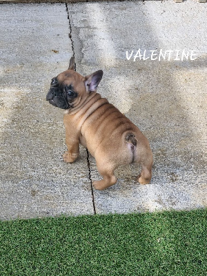 VALENTINE