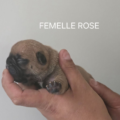 CHIOT 2