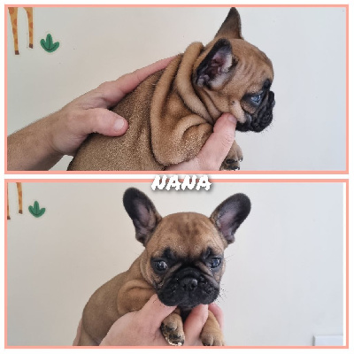 V'NANA