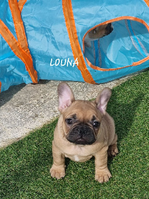 V'LOUNA