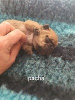 PACHA