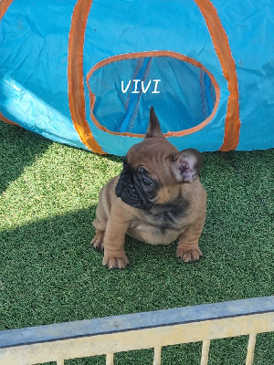 VIVI