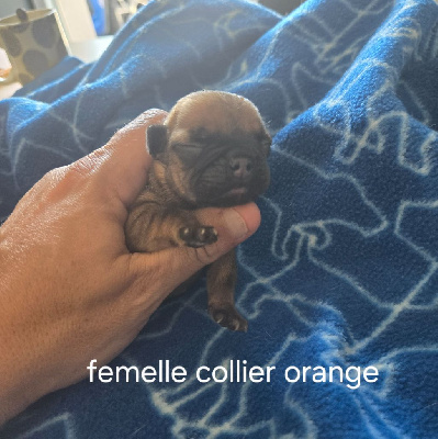 Femelle collier orange 