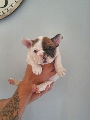 CHIOT