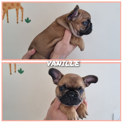 VANILLE