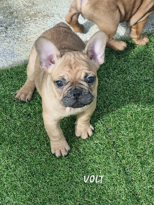 VOLT