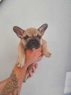 Suko