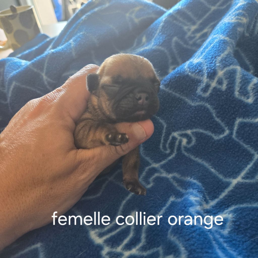 Des Gladiateurs De L'est - Chiots disponibles - Bouledogue français
